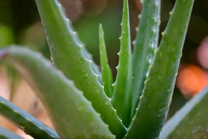 Aloe-vera-benefits-to-the-skin